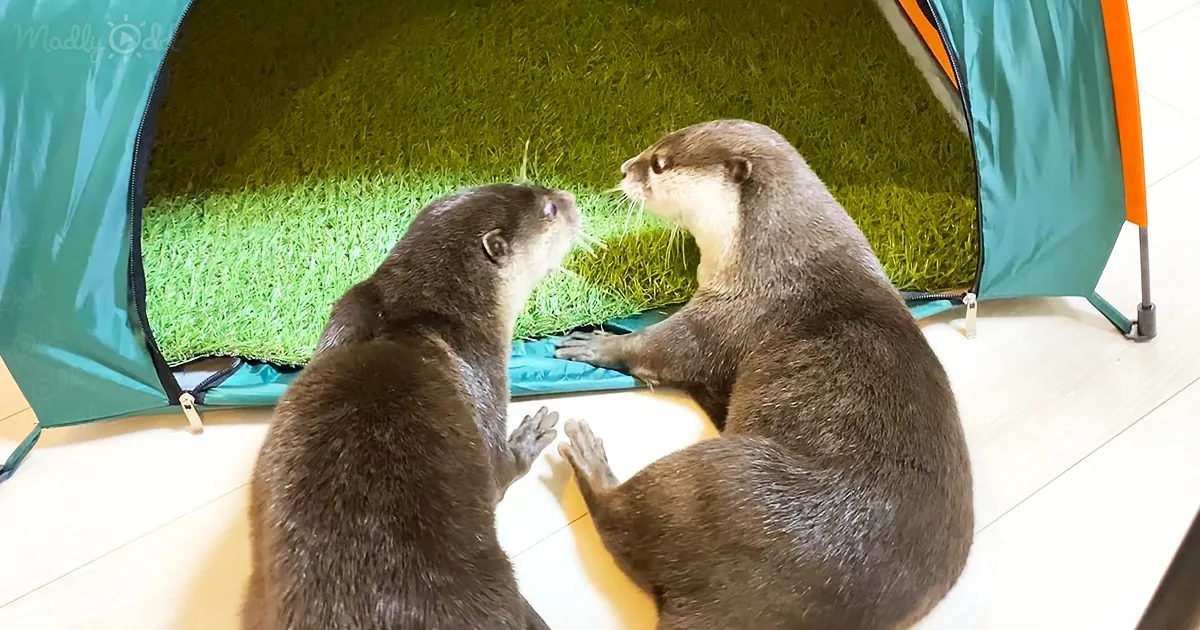 Two otters interact near a green tent with artificial grass inside, on a light wooden floor.