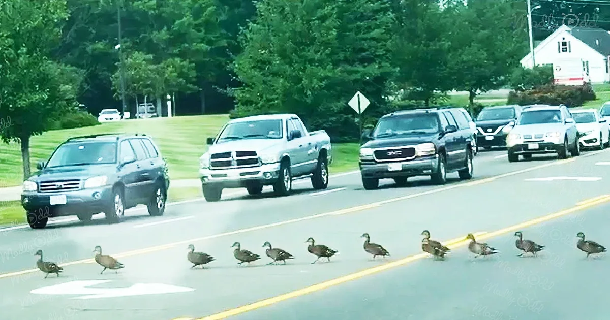 Dozens of baby ducklings