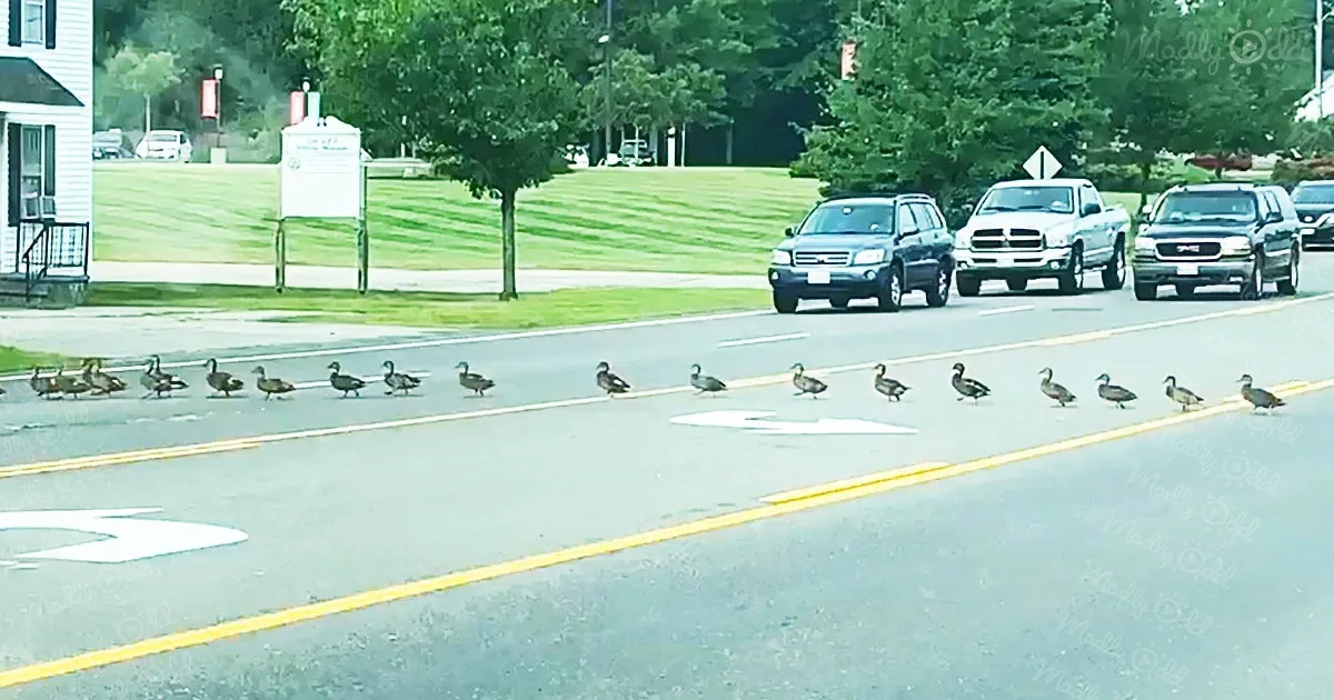 A line of ducks crossing a road with cars waiting behind them.