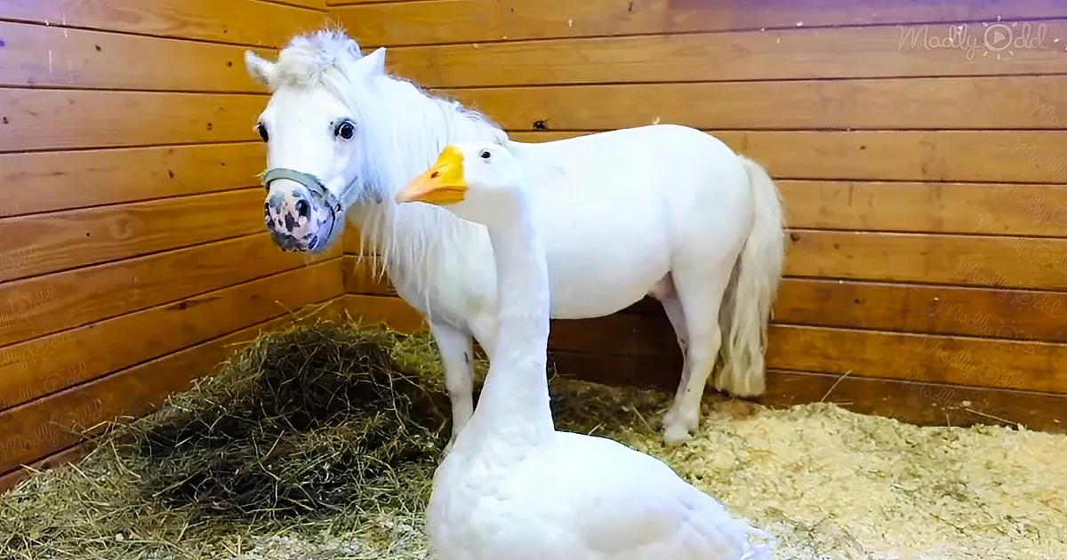 Protective goose and miniature horse