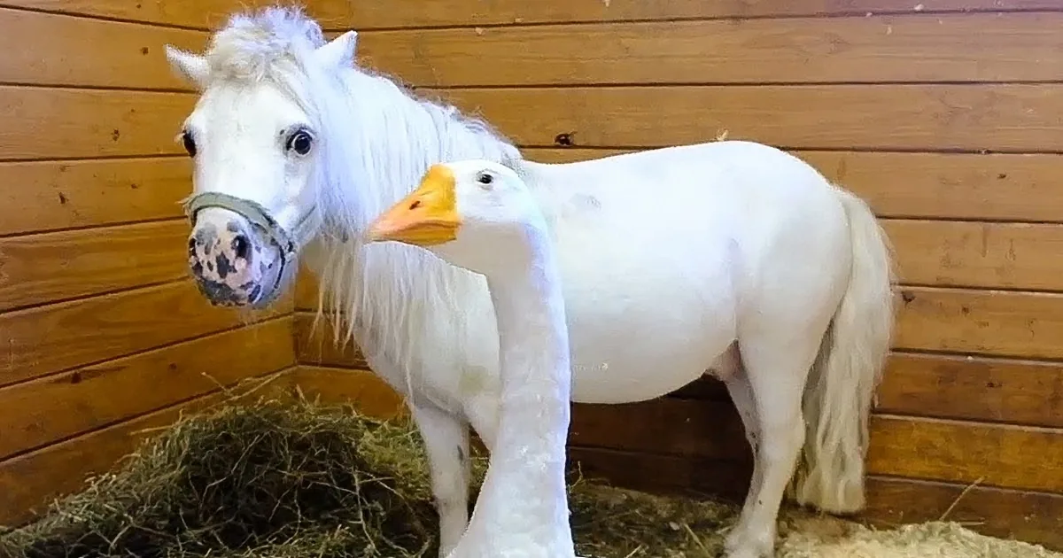 Protective Goose Won't Let Rescued Mini Horse out of His Sight