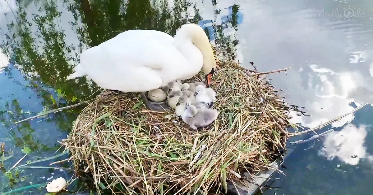 Man Builds a Raft to Save Swan's Eggs After Watching Her Lose Them in a Series of Tragedies