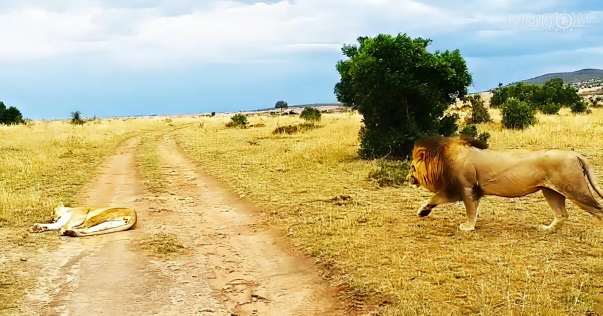 Lion tries to wake up a lioness