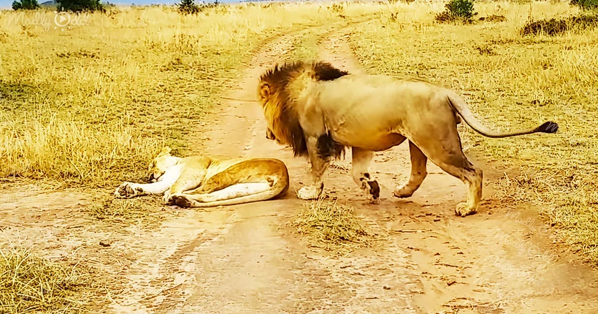 A lion walks past a resting lioness on a dirt path in a grassy savanna.