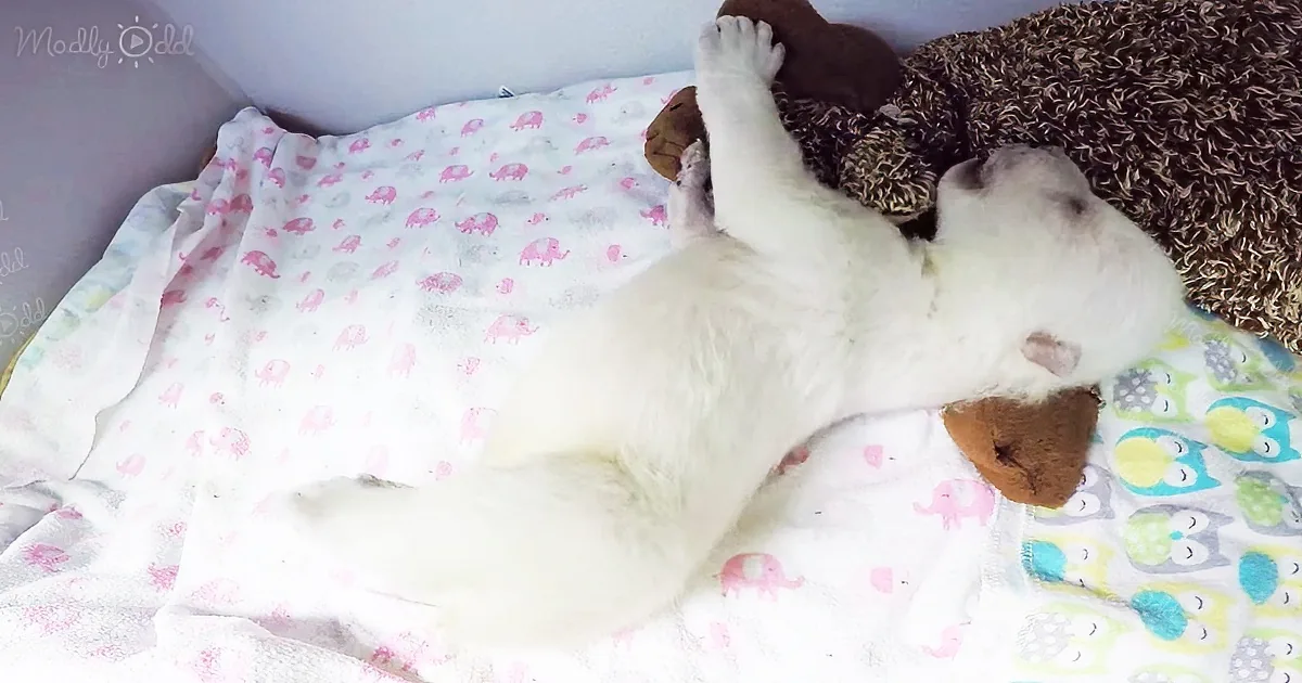 baby polar bear sleeping with her teddy bear