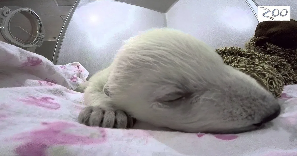 Adorable Baby Polar Bear Sleeping With Her Teddy Bear Is Too Cute to Handle
