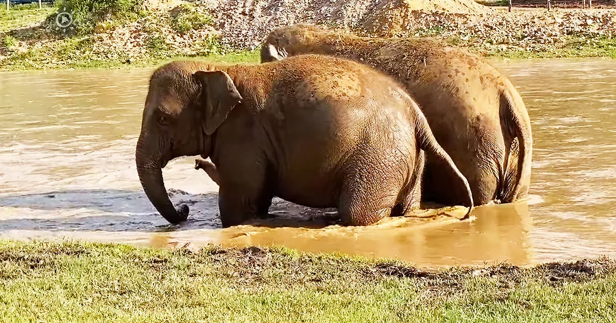 Elephant leads her blind