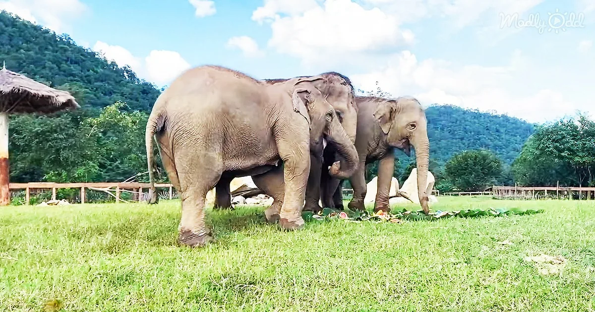 Elephant Leads Her Blind Friend on Heartwarming Journey Around Enclosure