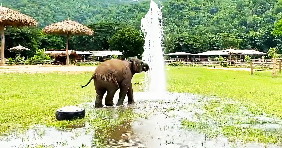 baby elephant enjoys water