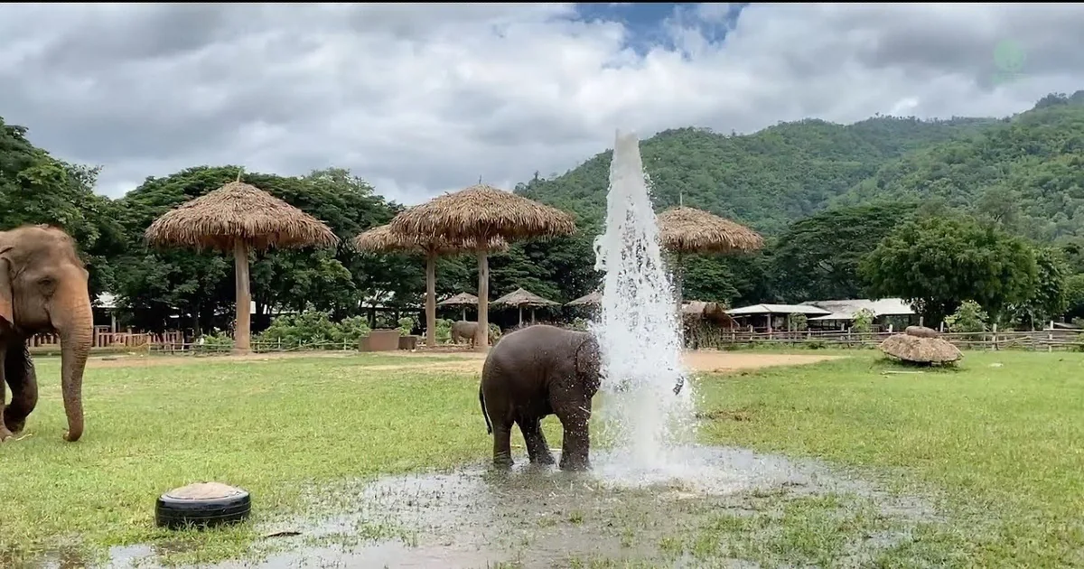 Adorable Baby Elephant Enjoys Water Play Thanks to Broken Pipe