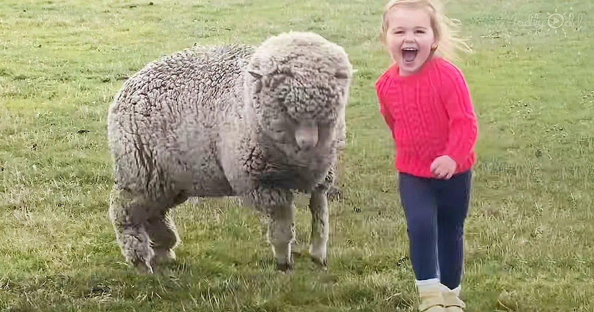 Orphaned Lamb Plays Like a Dog With His Favorite Toddler