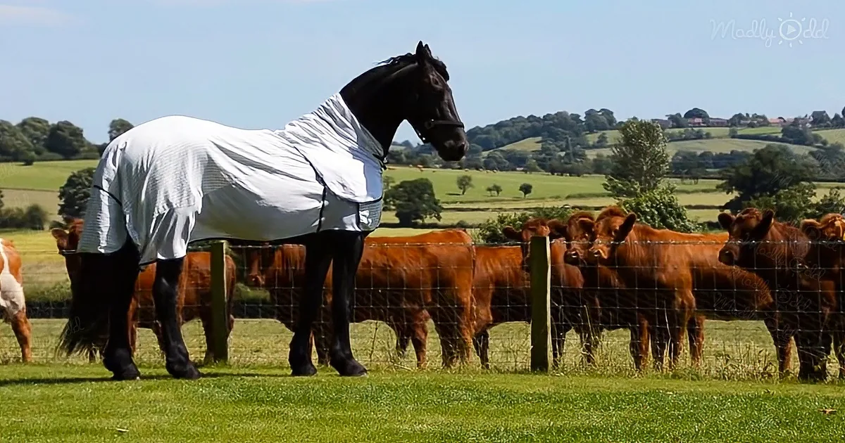 Friendly Friesian horse and cows