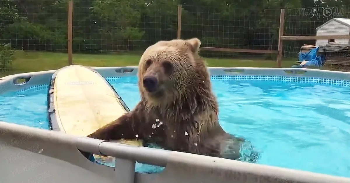 Grizzly bear jumps into the pool