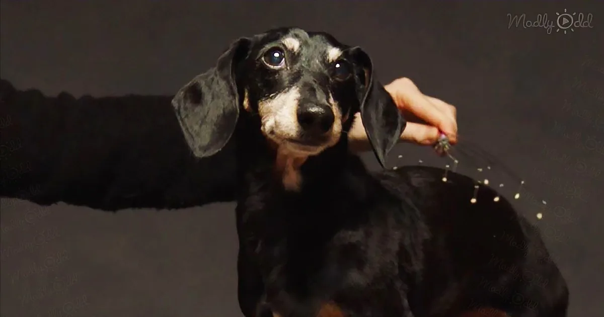 A dachshund with a black and tan coat is being held by a person's hand, looking directly at the camera.
