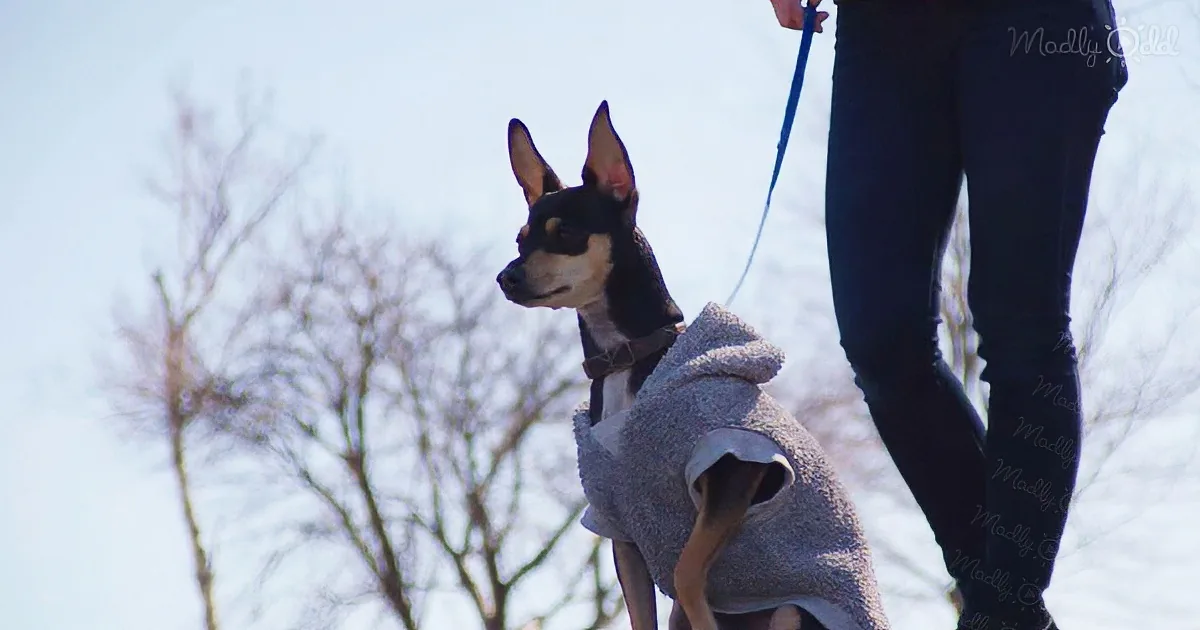 Heartwarming short film about the roles that dogs play in human lives