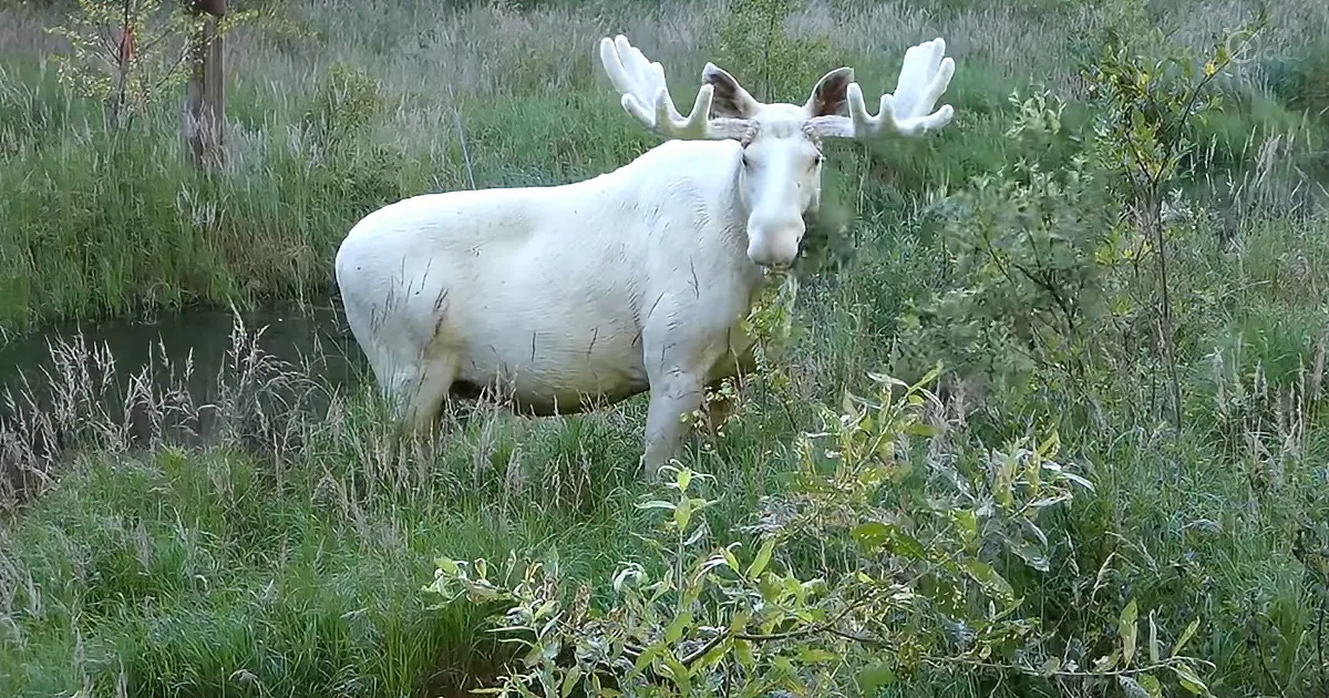 Beautiful white male moose crossing Sweedish river