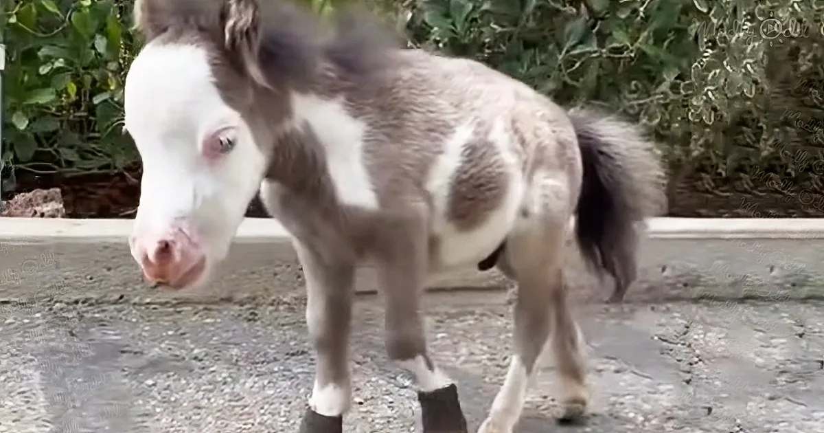 17-inch tiny rescue horse