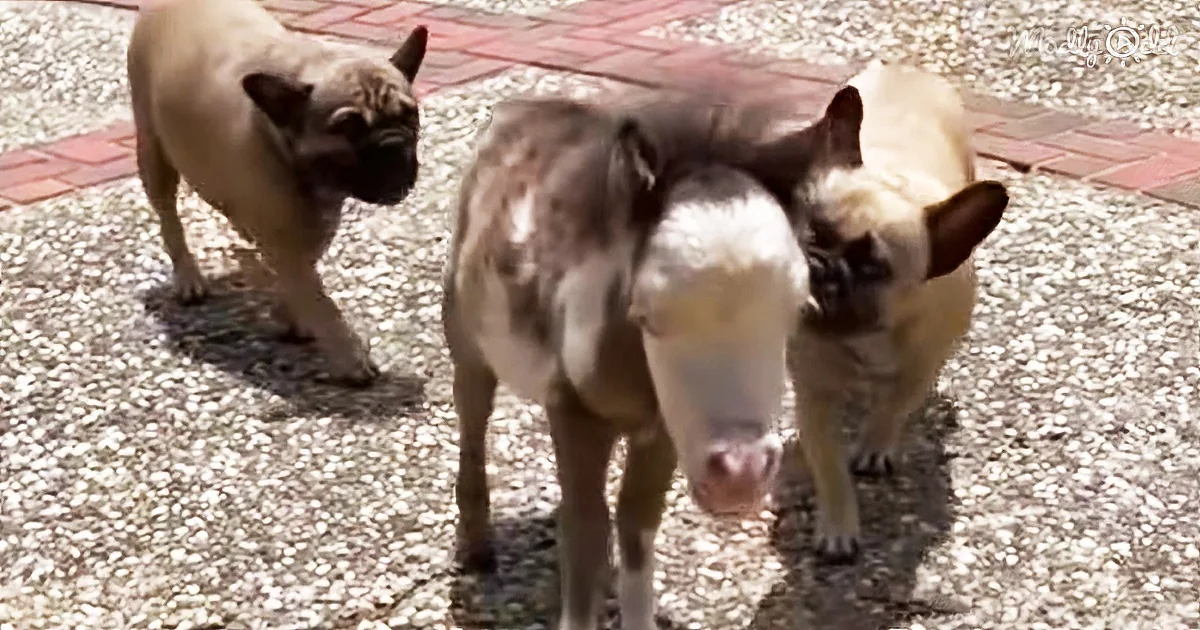 Two French Bulldogs are walking on a gravel path, one sniffing the ground.