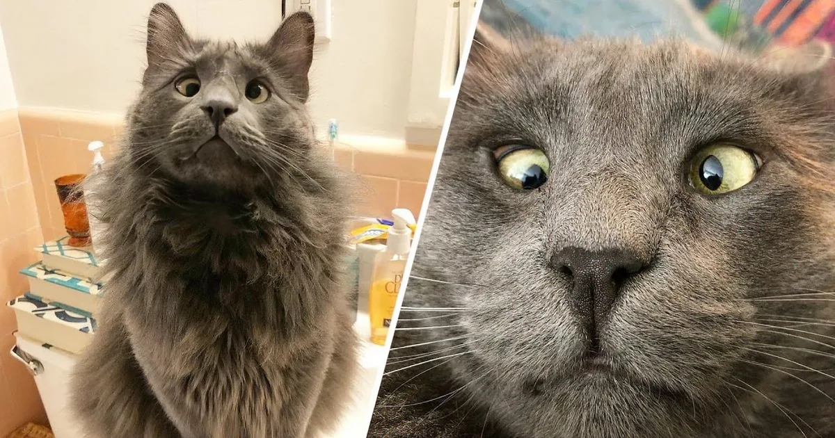 Woman Wins the Lottery and Adopts Lovable Cross-Eyed Shelter Cat
