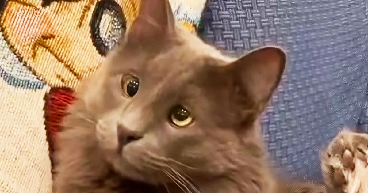 A close-up of a gray cat with striking yellow eyes, looking directly at the camera.