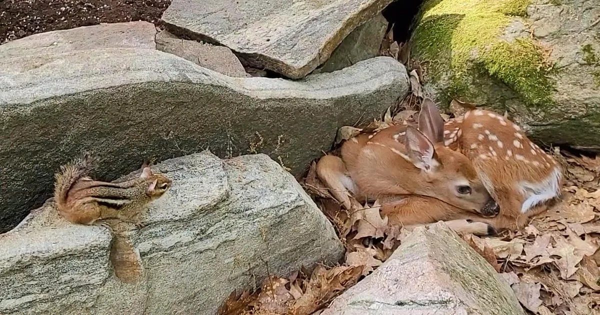 Concerned Chipmunk Consoles a Baby Deer Without a Mom