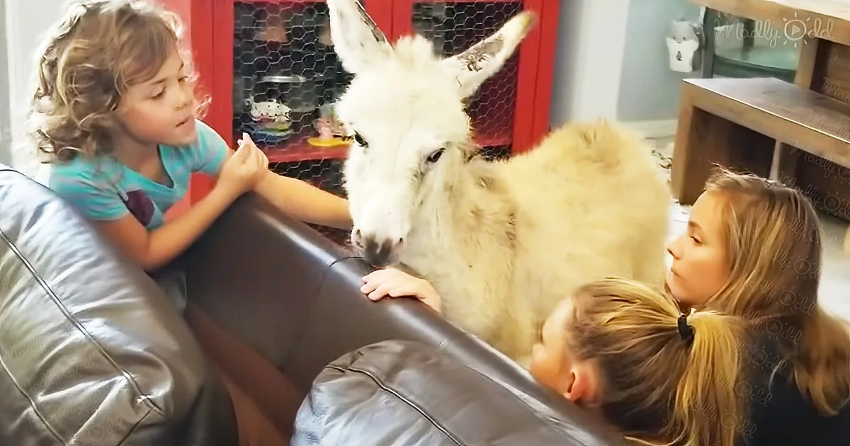 Donkey snuggles up in bed