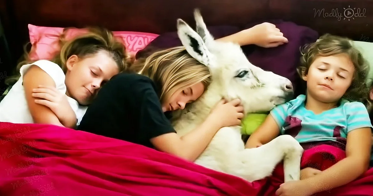 Three children and a white llama are sleeping together on a bed with a pink blanket.