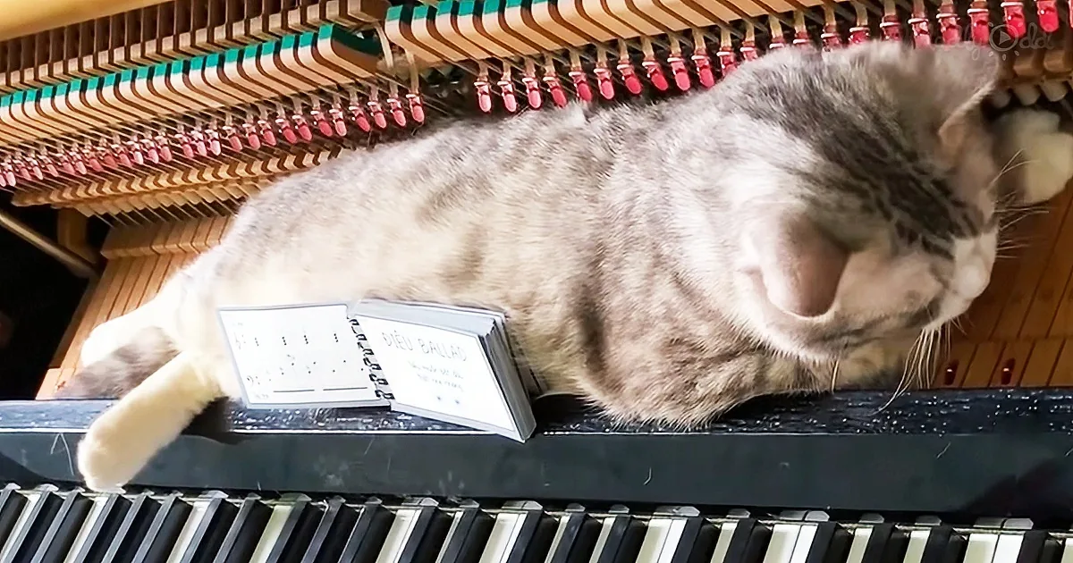 Cat enjoys piano massage