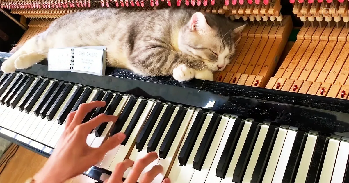 A cat sleeps on a piano while someone plays, with a sheet music book nearby.