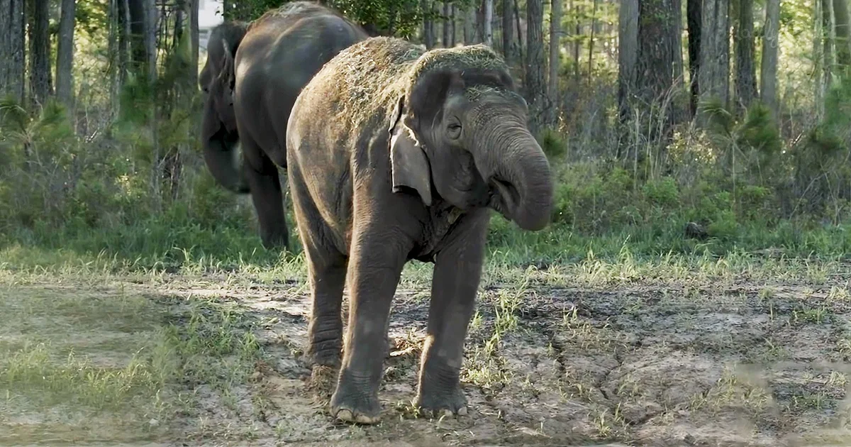 Retired Circus Elephants Gain Freedom at White Oak Conservation