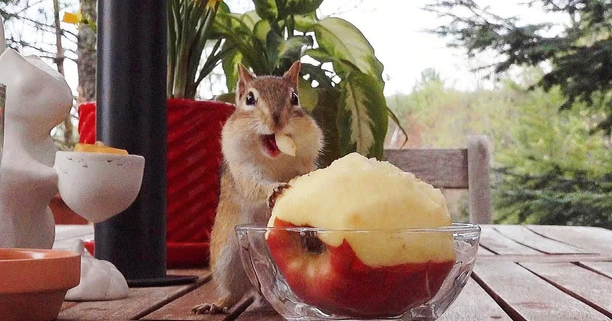 Chipmunks Arrive to Enjoy an Unexpected Apple Treat