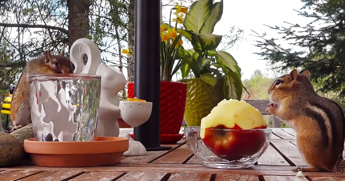Chipmunks enjoy apple treat