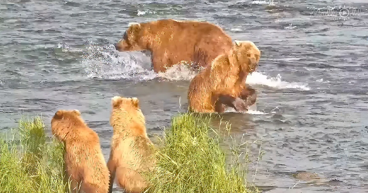 38 bears arrive together to catch fresh salmon