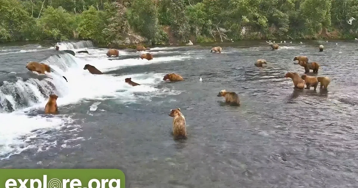 38 Bears Arrive to Catch Fresh Salmon at Brooks Falls