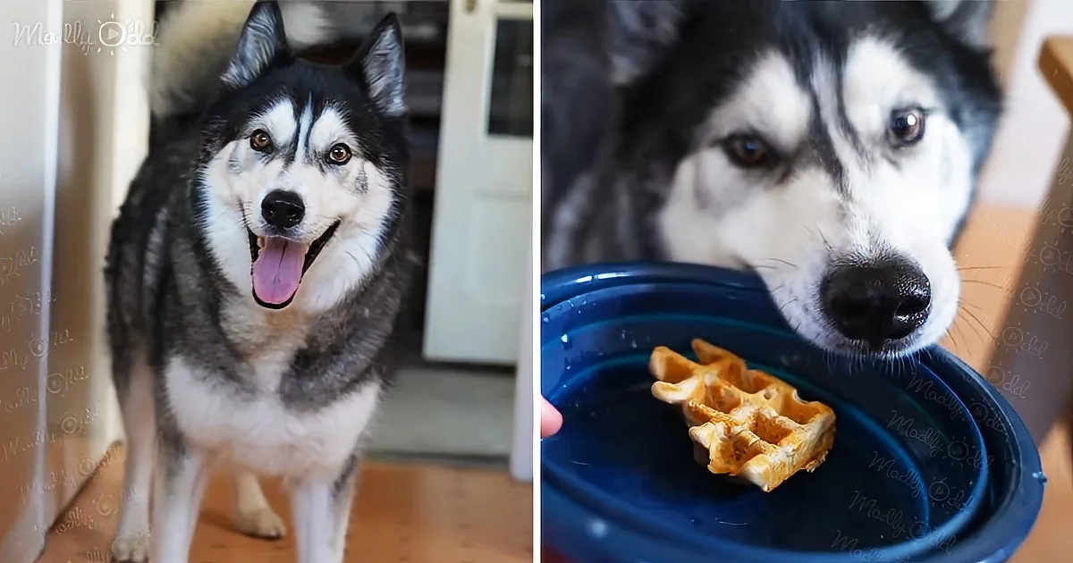 Talking Husky Throws Bowl Demanding for Waffles