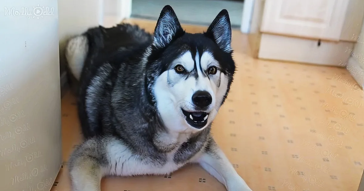 Talking husky demanding for waffles