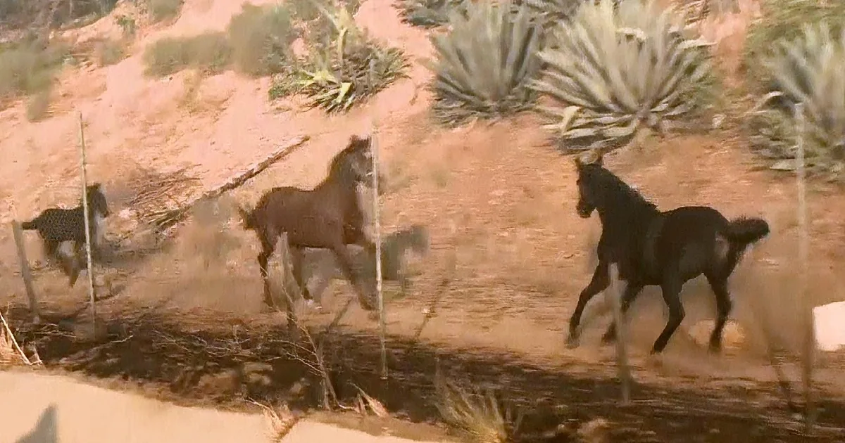 Senior Horse Gallops Into Blazing Inferno to Save Her Grand-Baby