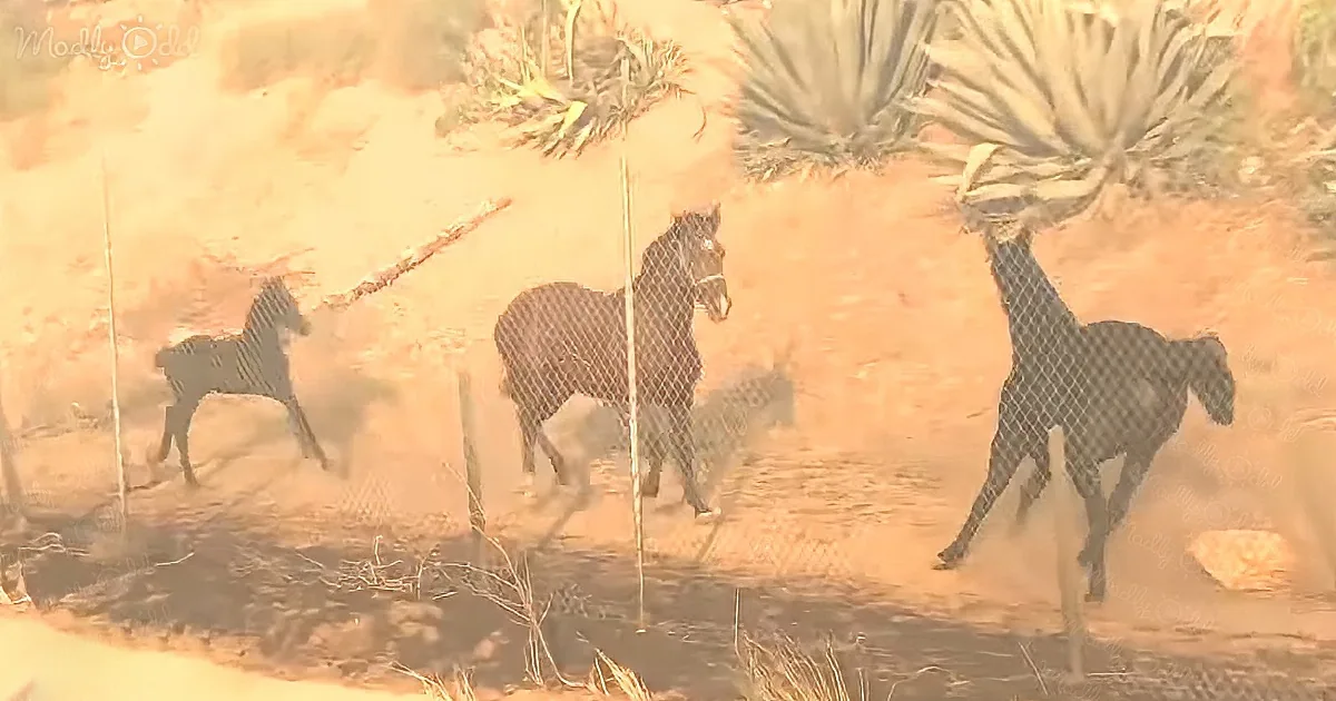 Senior horse gallops into blazing wildfire