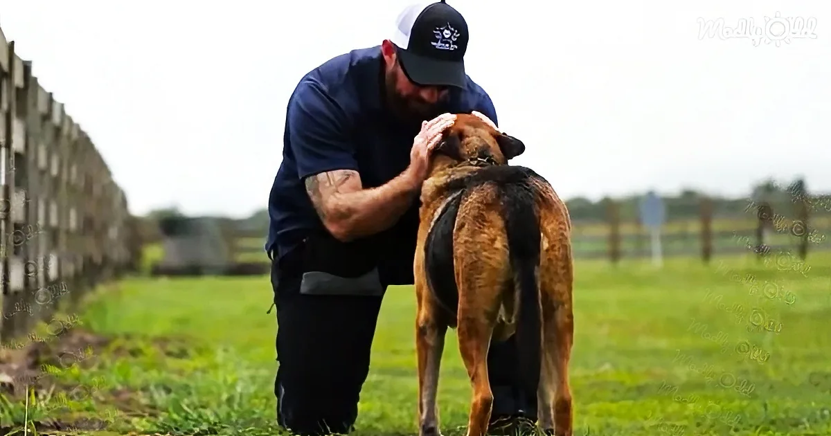 Navy SEAL helps retired military K9s