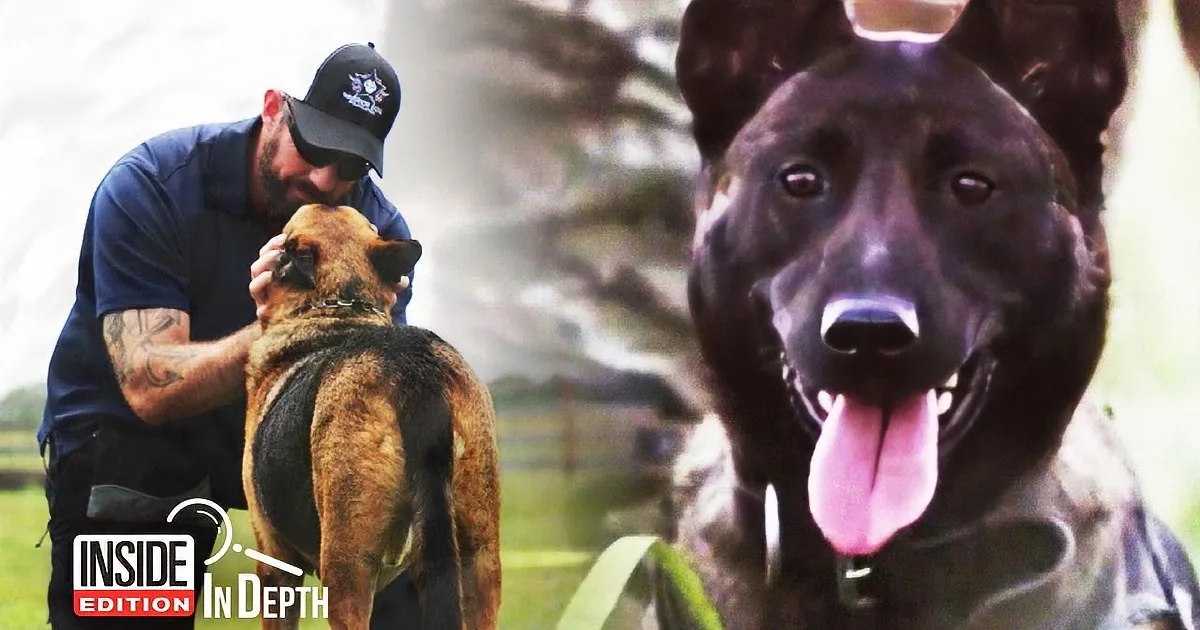 Navy Seal Helps Retired Military K9s Struggling to Find a Home