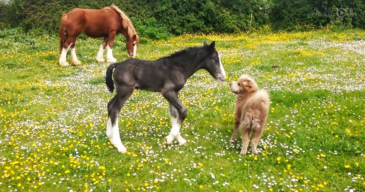 1-Week-Old Foal Befriends a Shar-Pei
