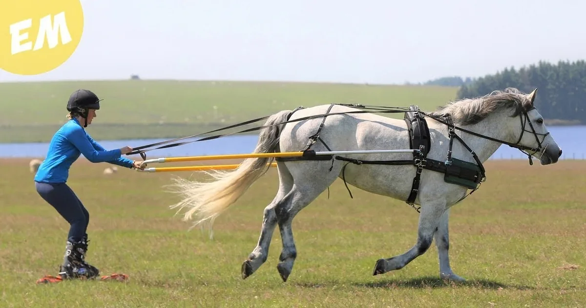 Equestrian Takes Her Horses on a Trip and Goes Grass Skiing