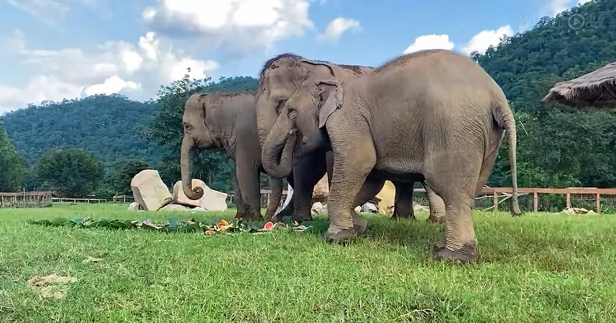 Young Elephant Guides Her Blind Elephant Friend Around Their Home