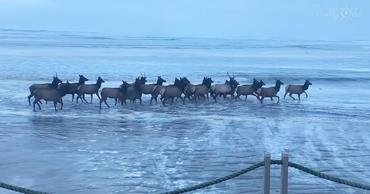 Herd of elk running through surf
