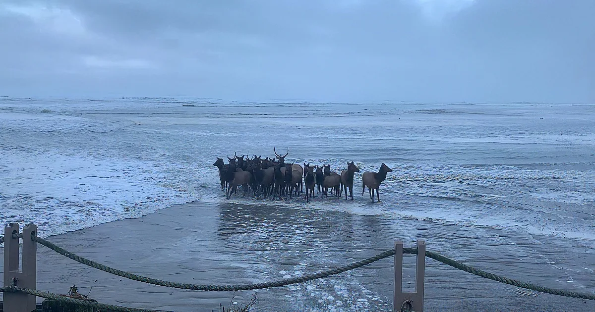 A herd of elk runs through shallow ocean water near a coastal town.