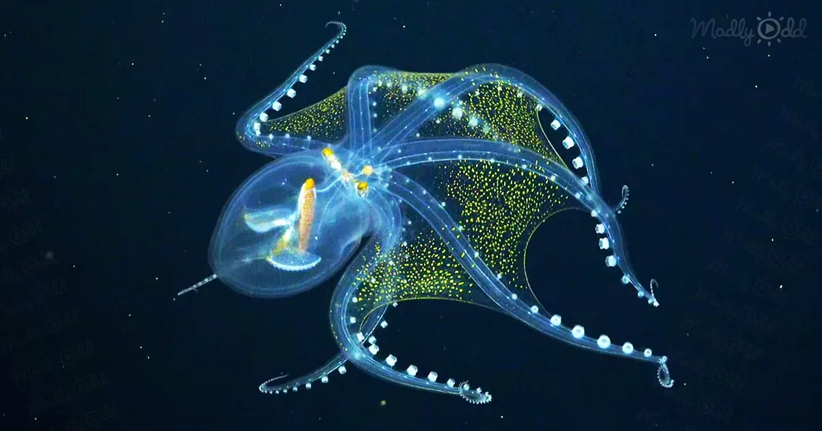 A glowing, translucent jellyfish with yellow spots and white tentacles swims against a dark background.