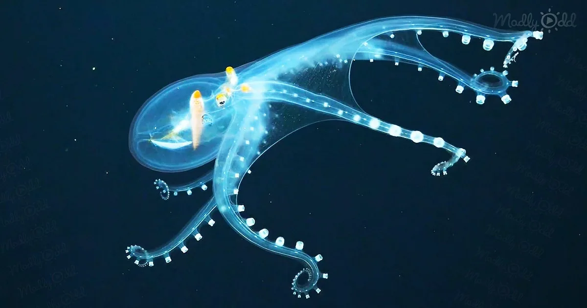 Transparent glass octopus