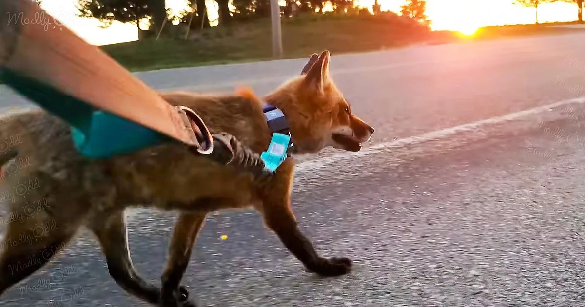 A fox wearing a blue harness is being walked on a leash by a person on a paved path at sunset.