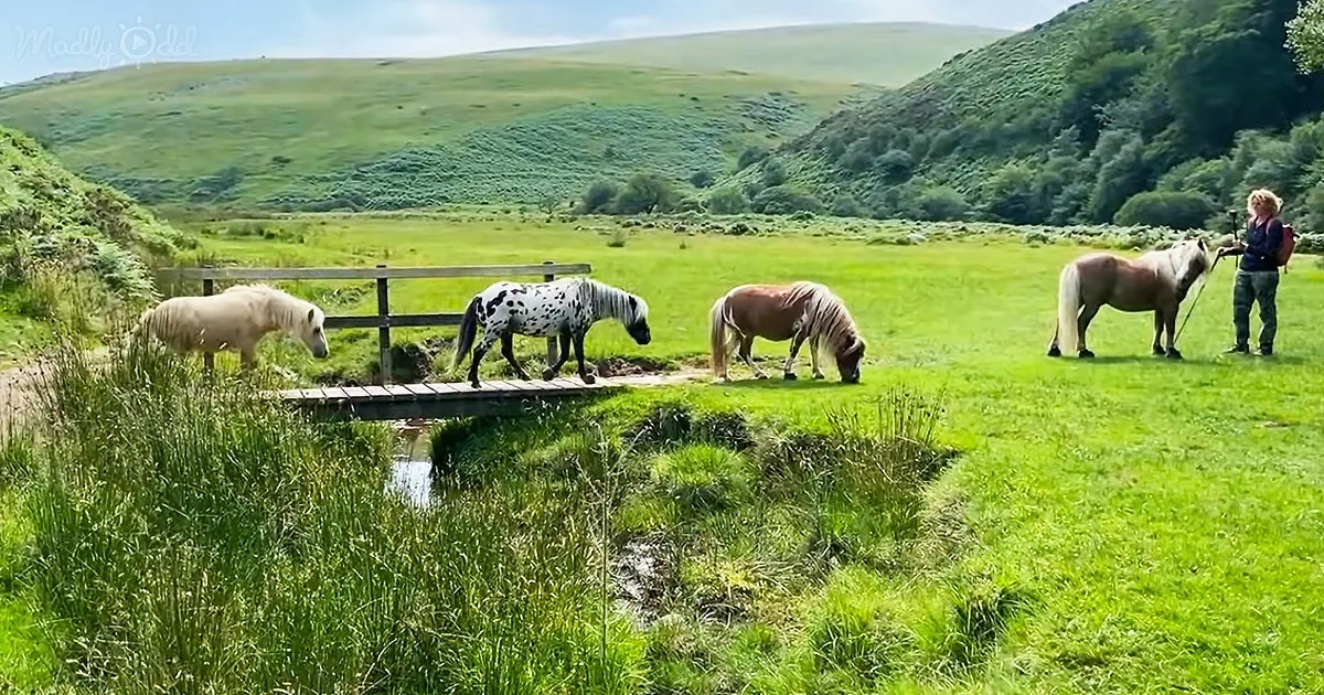 Woman and Her Mini Ponies on Liberty Trail and Wild Swim