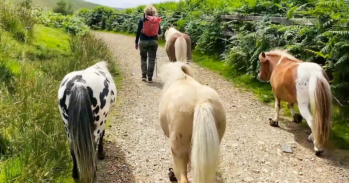Mini ponies on liberty trail